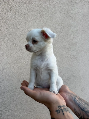 chihuahua  - imagine 2