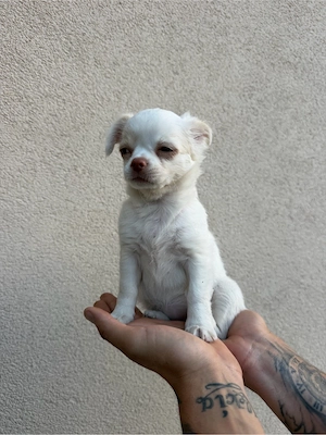 chihuahua  - imagine 3