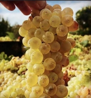 vând struguri de vin fetească regală 