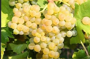 vând struguri de vin feteasca regală 