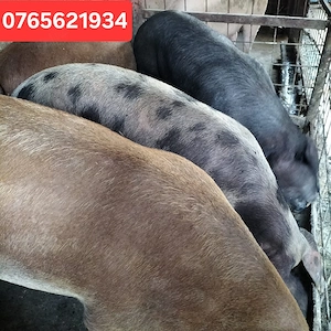 Porci de carne 35-50KG si 100-250KG - imagine 3