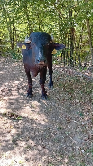 Vând două vitele de bivol, una de 2 luni și alta de 2 ani. - imagine 4