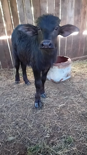 Vând două vitele de bivol, una de 2 luni și alta de 2 ani.
