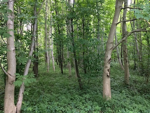 Teren Dem Radulescu, 1150 mp, la 7 min de centrul orasului Rm Valcea - imagine 2