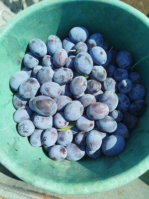 Prune adunate de vânzare 