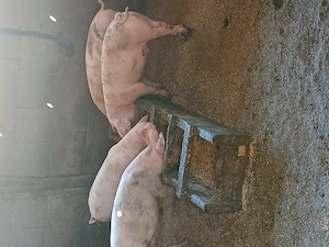 Grasuni de vânzare 