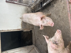 Porci pietran de vanzare