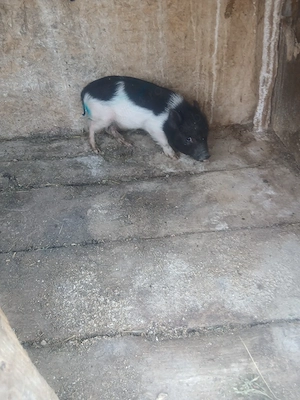 de vânzare on mascur ventamez castrat și vaccinat 