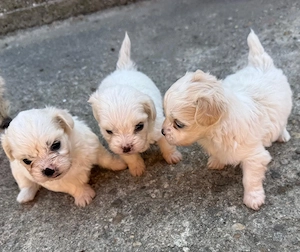 Bichon maltez 