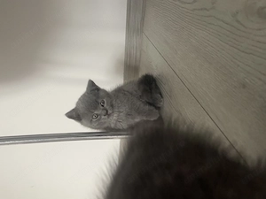 Pisici Blue british shorthair  - imagine 4