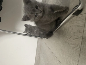 Pisici Blue british shorthair  - imagine 3