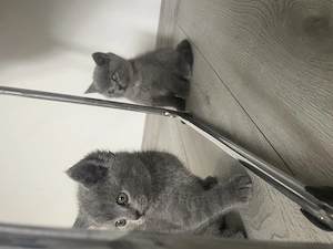 Pisici Blue british shorthair 