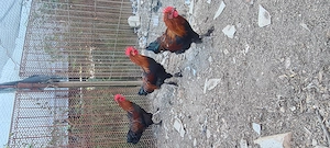 Cocoși marans negru arămiu 
