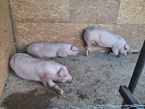 Porci rasa de carne 125 - 140 kg