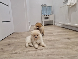 Pui catel pomeranian  - imagine 3