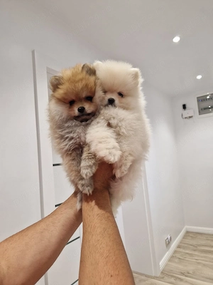 Pui catel pomeranian  - imagine 2