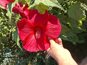 Hibiscus urias rosu roz circa 1 m are 2 ani