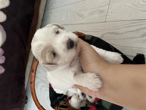 Bichon maltesse  - imagine 5
