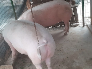 Porci de vânzare 