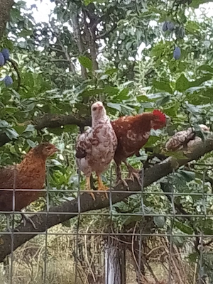 Gaini americane de vanzare