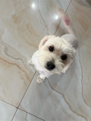 bichon spre adoptie