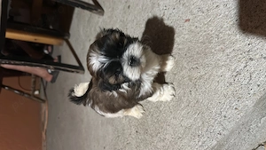 Cățel shih tzu , ultimul rămas 