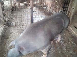 Porci si purcele de vânzare.  - imagine 4