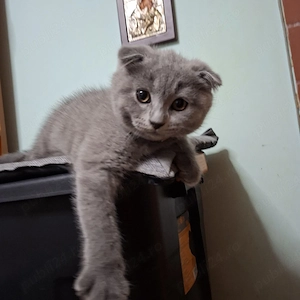 Motănel Scottish fold, cauta stapân - imagine 2