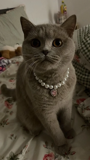 Pisica British Shorthair - imagine 3