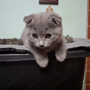 Motănel Scottish fold, cauta stapân - imagine 3
