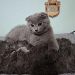 Motănel Scottish fold, cauta stapân - imagine 4
