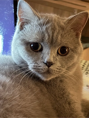 Pisica British Shorthair - imagine 2