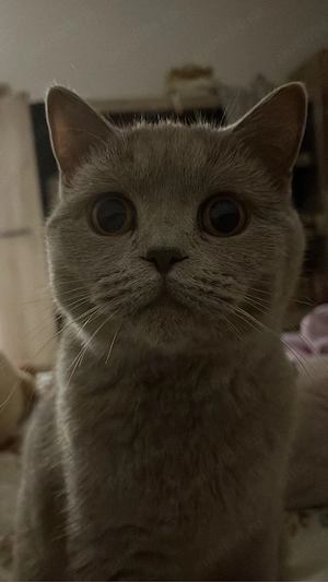 Pisica British Shorthair - imagine 4