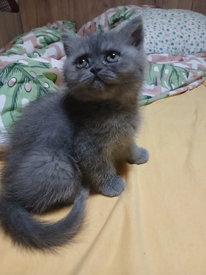 british shorthair - imagine 3