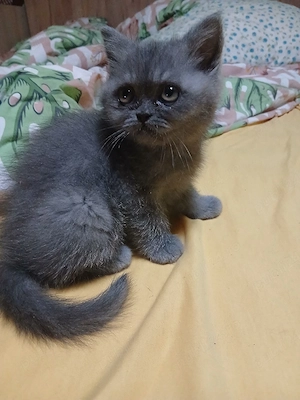 british shorthair - imagine 5