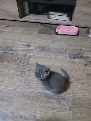 british shorthair - imagine 4