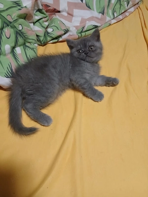 british shorthair - imagine 2