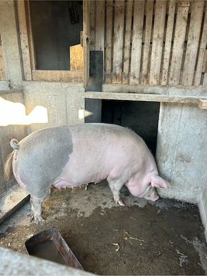 scroafa de vanzare