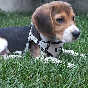 Beagle mascul de vanzare