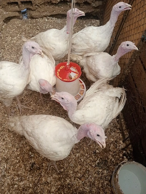 Porci de vânzare diferite mărimi  - imagine 4