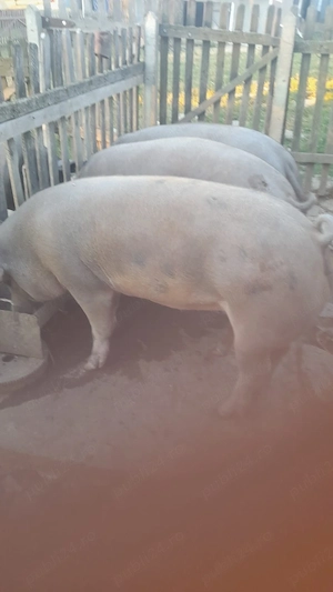 Porci Duroc-Pietran 120-130 kg - imagine 2