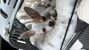 Vand Chihuahua, 7 luni - imagine 2