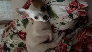 Vand Chihuahua, 7 luni - imagine 4