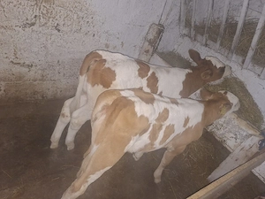 vand 2 vitele de 2 luni 