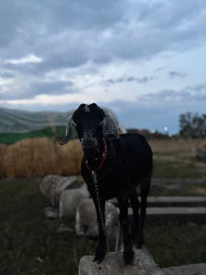 Vand iada Anglonubiana