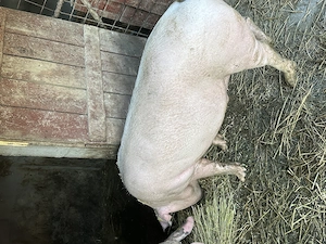 Vand porc la alegere 