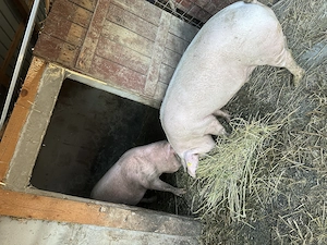 Vand porc la alegere  - imagine 2