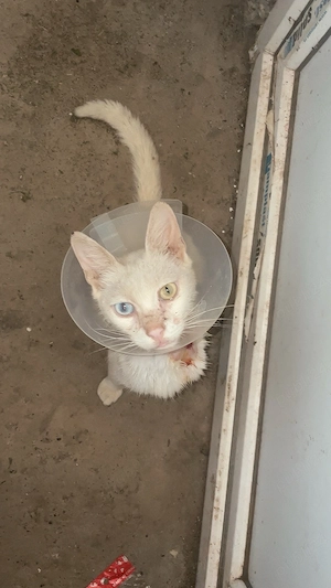 Spre adopție  - imagine 4