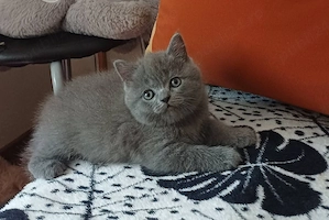 Pui de BRITSH Shorthair 