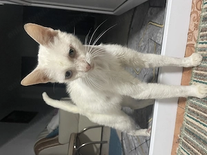 Spre adopție  - imagine 3